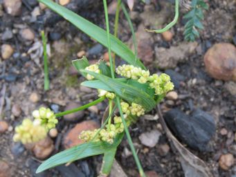 341_lomandra_caespitosa_sept_2022_img_7947c.jpg