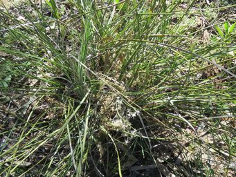341_lomandra_effusa_img_9403c.jpg