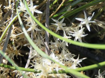341_lomandra_effusa_img_9405c.jpg
