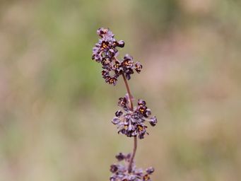 341_lomandra_img_3870.jpg