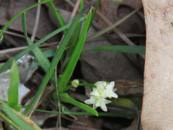 341_lomandra_integra_img_9641c.jpg