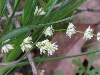 341_lomandra_nigricans_f_img_8017c.jpg