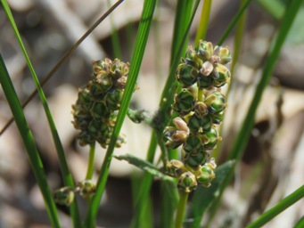 341_lomandra_nigricans_seed_pods_img_9681c.jpg