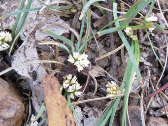 341_lomandra_suaveolens_img_3987.jpg