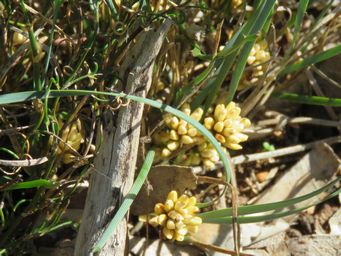 341_lomandra_suaveolens_maybe_img_4059ca.jpg