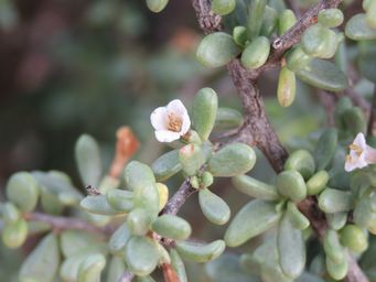 341_lycium_australe_img_0481.jpg