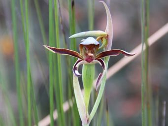 341_lyperanthus_img_3853.jpg