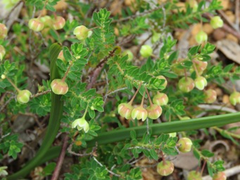 341_lysiandra_calycina_f_img_7077.jpg