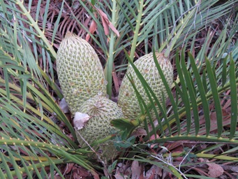 341_macrozamia_riedlei_m_cones_img_8719.jpg