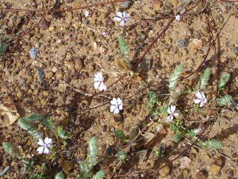 341_maireana_carnosa_with_goodenia_rosea_mullewa_dsc01978c.jpg