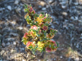 341_maireana_erioclada_rosy_bluebush_newman_rocks_img_2236.jpg