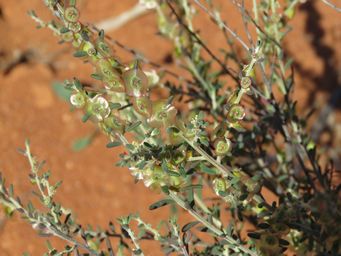 341_maireana_sandstone_img_1374.jpg