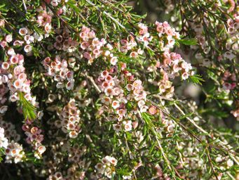 341_malleostemon_tuberculatus_img_2296.jpg