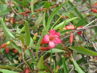 341_marianthus_erubescens_img_2793.jpg