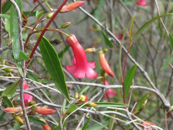 341_marianthus_erubescens_img_2795.jpg
