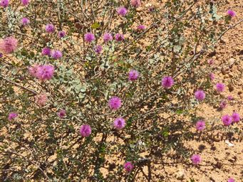 341_melaleuca_cordata_img_9422.jpg