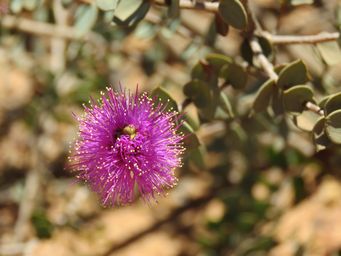 341_melaleuca_cordata_img_9424.jpg