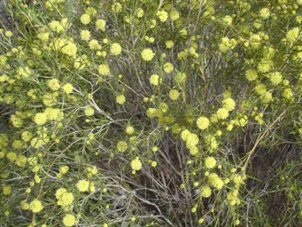 341_melaleuca_dsc01962c.jpg