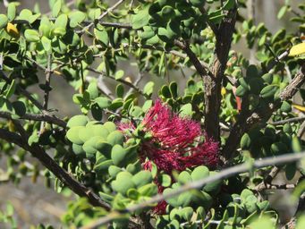 341_melaleuca_elliptica_img_9219c.jpg