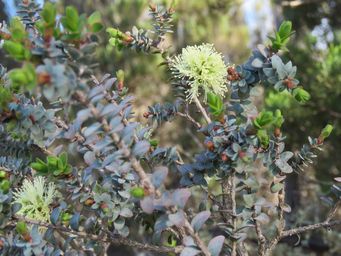 341_melaleuca_eurystoma_tr__img_8216c.jpg