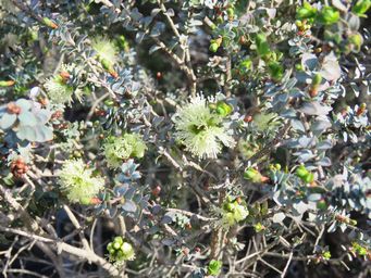 341_melaleuca_eurystoma_tr_img_8214.jpg