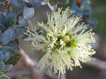 341_melaleuca_eurystoma_tr_img_8225c.jpg