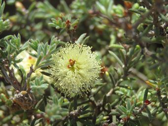 341_melaleuca_img_9088.jpg