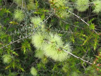 341_melaleuca_longistaminea_img_2024.jpg
