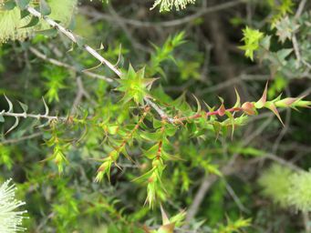341_melaleuca_longistaminea_img_2025.jpg