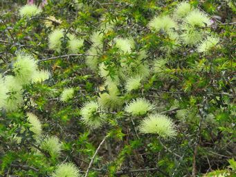 341_melaleuca_longistaminea_img_2026.jpg