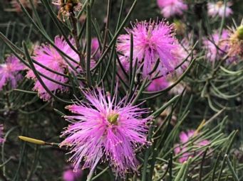341_melaleuca_nematophylla_or_maybe_filifolia_kalbarri_img_3989c.jpg
