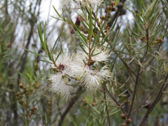 341_melaleuca_radula_img_2630.jpg