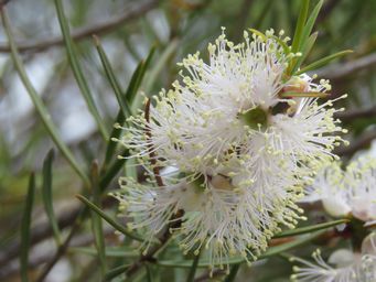 341_melaleuca_radula_img_2633.jpg