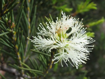 341_melaleuca_rhaphiophylla_img_0180c.jpg