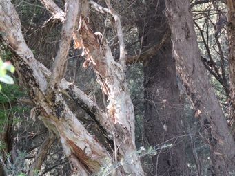 341_melaleuca_rhaphiophylla_img_9883.jpg