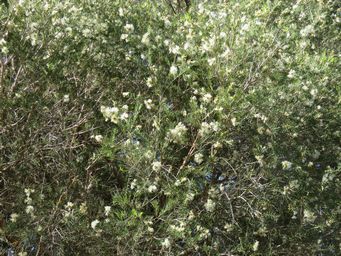341_melaleuca_rhaphiophylla_img_9884.jpg