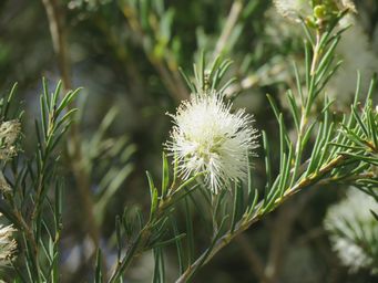 341_melaleuca_rhaphiophylla_img_9887.jpg