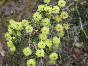 341_melaleuca_thymoides_img_3018.jpg