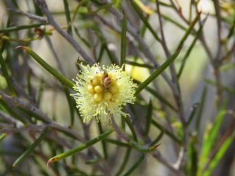 341_melaleuca_uncinata_img_9311c.jpg