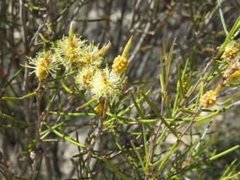 341_melaleuca_uncinata_img_9746c.jpg