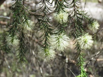 341_melaleuca_viminea_img_1885c.jpg
