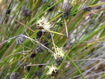 341_mesomelaena_tetragona_semaphore_sedge_img_1265c.jpg