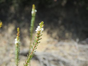 341_micromyrtus_img_9367.jpg