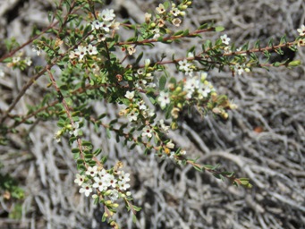 341_micromyrtus_img_9379c.jpg