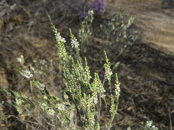 341_micromyrtus_racemosa_img_9881.jpg