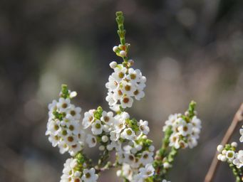 341_micromyrtus_racemosa_img_9967.jpg