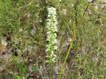 341_microtis_alba_white_mignonette_orchid_img_4801.jpg