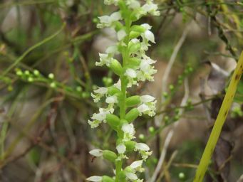 341_microtis_alba_white_mignonette_orchid_img_4802.jpg
