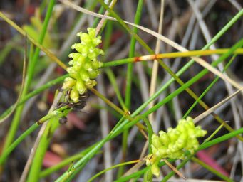 341_microtis_atrata_img_0015c.jpg