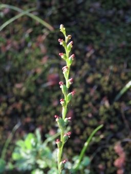 341_microtis_cupularis_cupped_mignonette_orchid_img_9312s.jpg